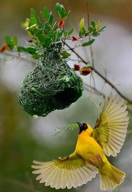 水生木顏色 小鳥築巢怎麼辦